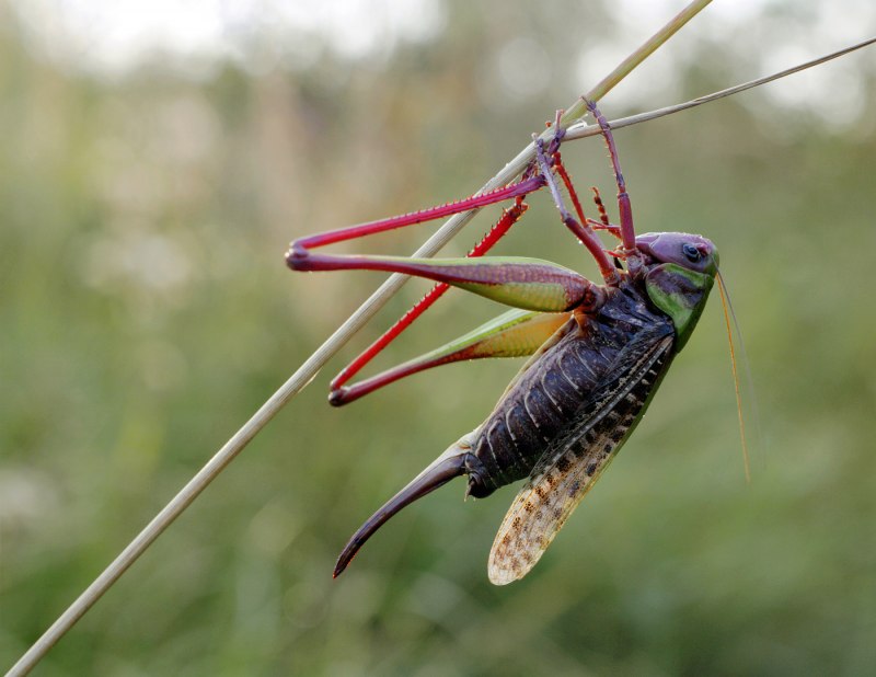 Хищный кузнечик Chlorobalius leucoviridis