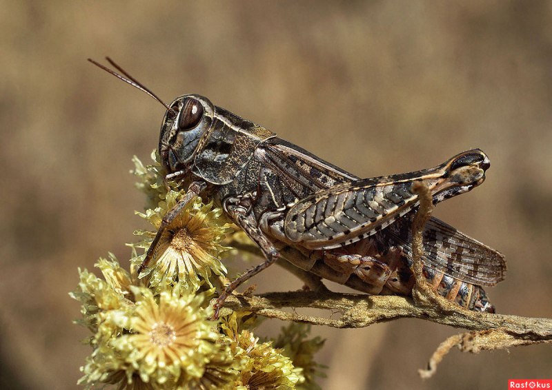 Melanoplus bivittatus