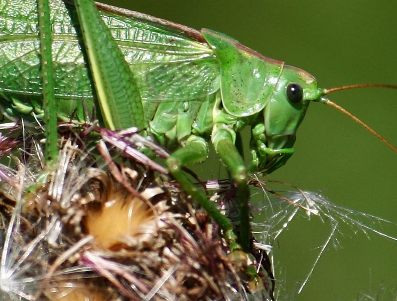 Кузнечик Tettigonia viridissima