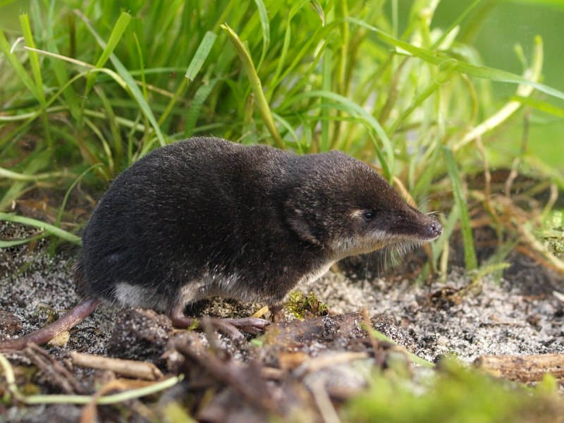 Sorex alaskanus