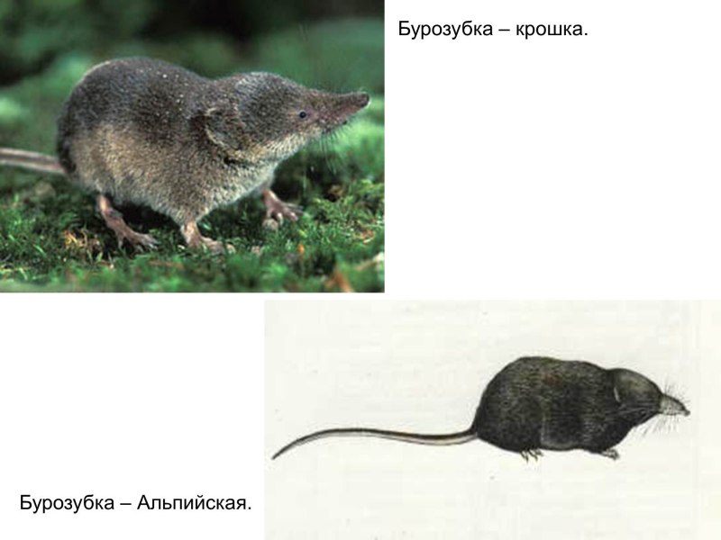 Обыкновенная землеройка бурозубка