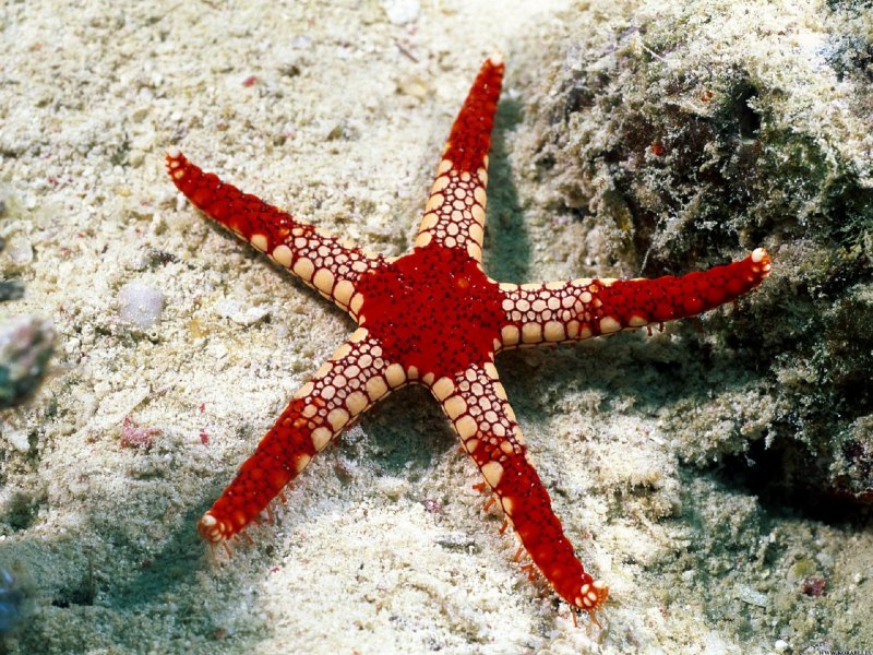 Fromia milleporella (Red)