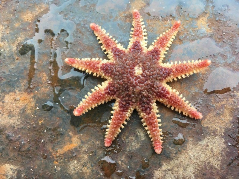 Круглая морская звезда
