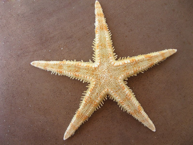 Морская звезда серая
