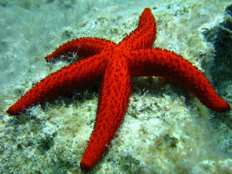 Crossaster papposus