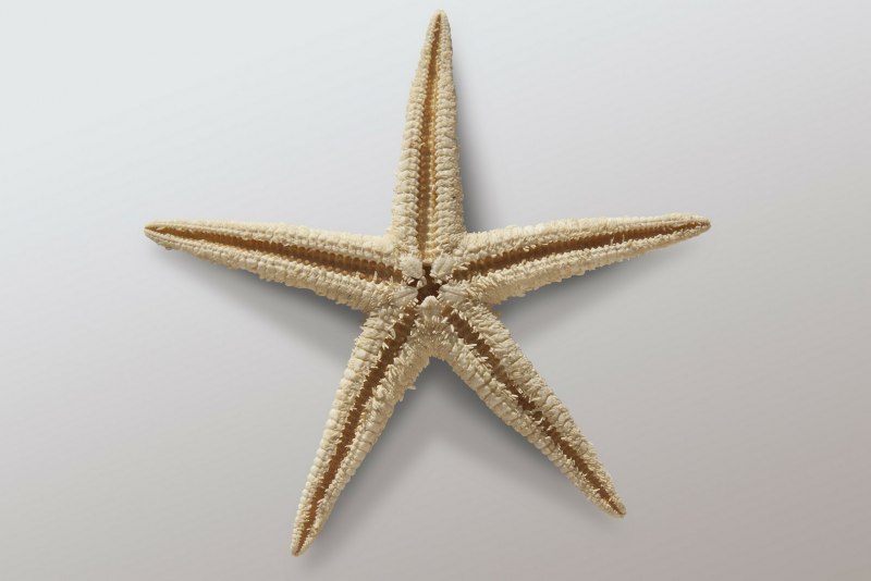 Морская звезда Hippasteria phrygiana