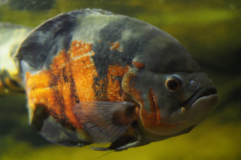 Astronotus crassipinnis