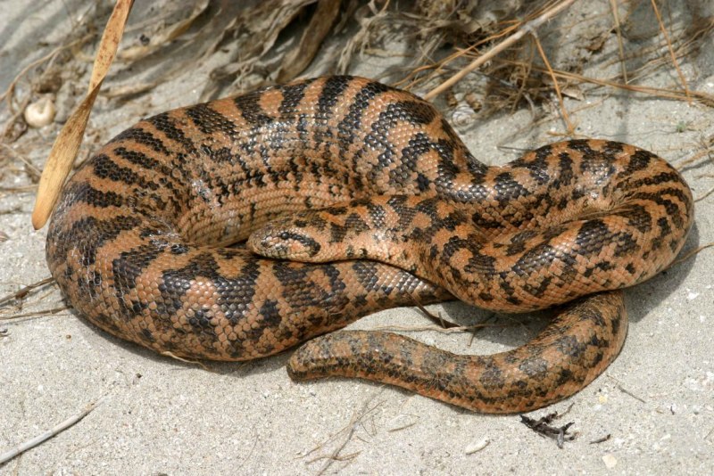 Molurus bivittatus