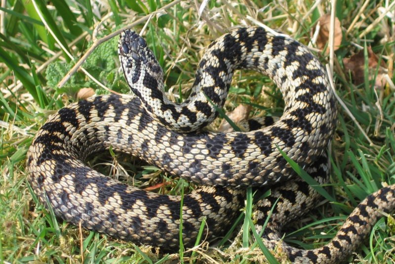 Boa Constrictor судно