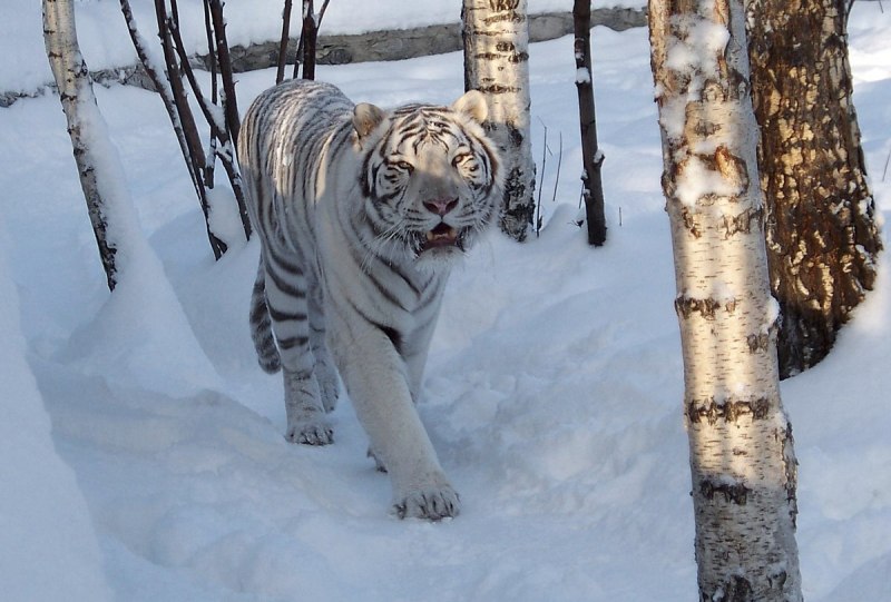 Бенгальский длиннопенисный тигр