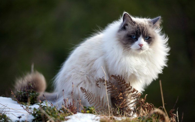 Милые котята