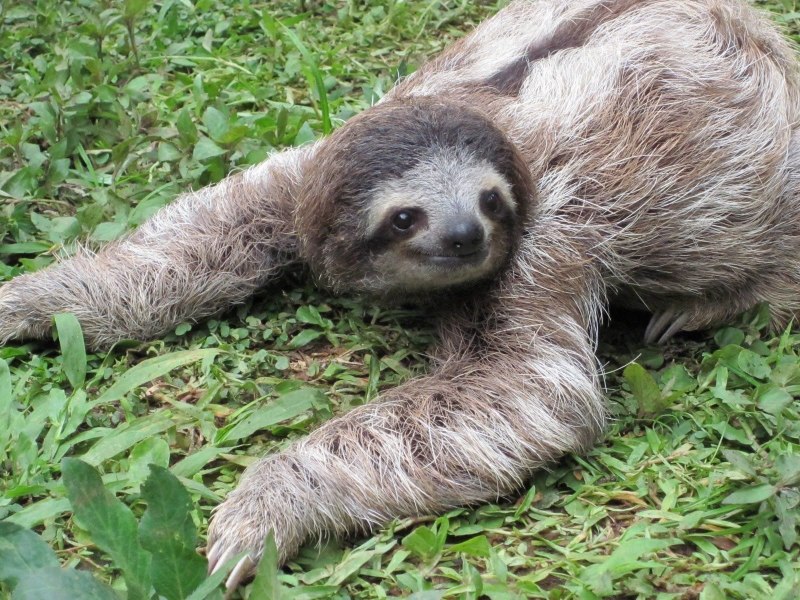 Bradypus torquatus – Ленивец ошейниковый