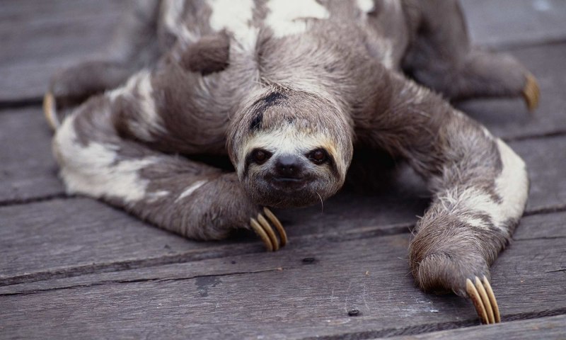 Bradypus torquatus – Ленивец ошейниковый