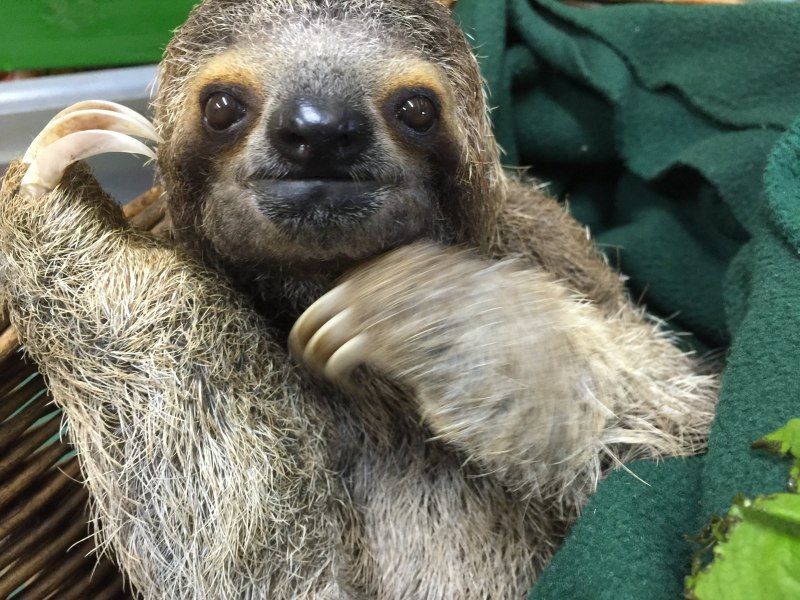 Bradypus torquatus – Ленивец ошейниковый