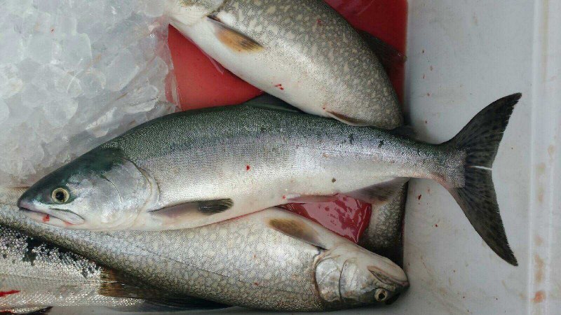 Oncorhynchus Masou