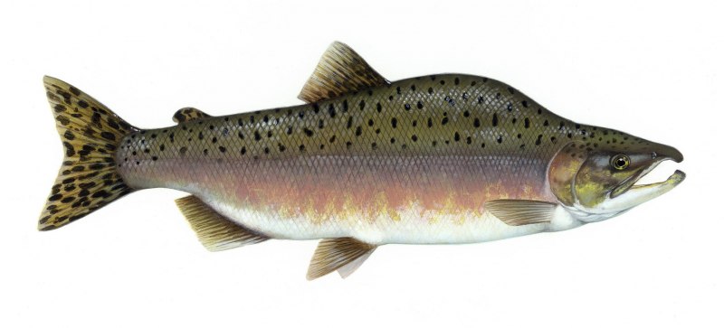 Pink Salmon горбуша - Oncorhynchus gorbuscha