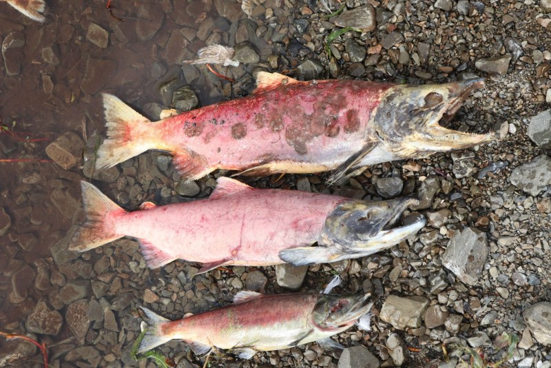 Чавыча Oncorhynchus tshawytscha