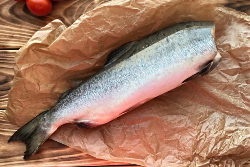 Лосось Salmon рыба Живая