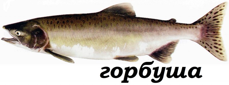 Рыба горбуша