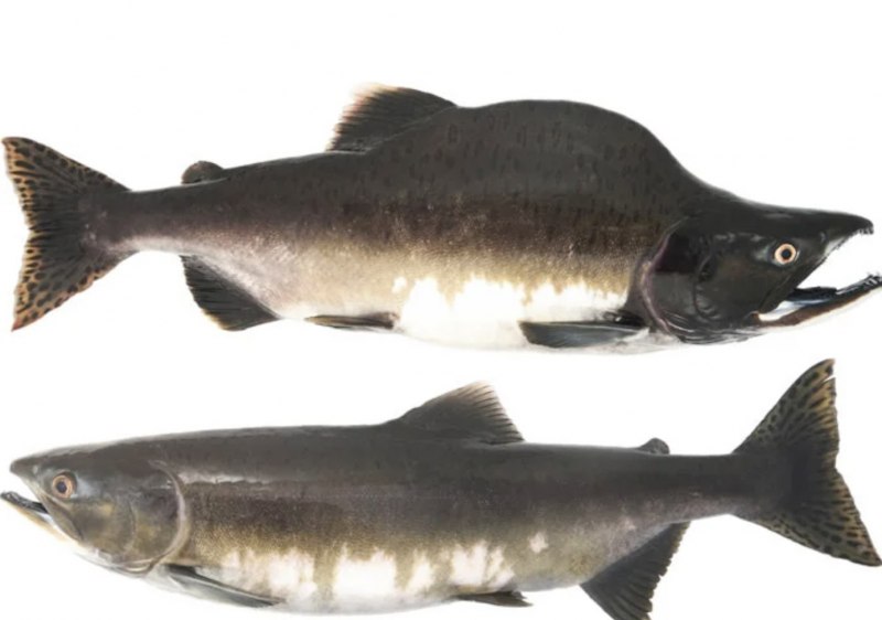 Радужная форель Oncorhynchus mykiss