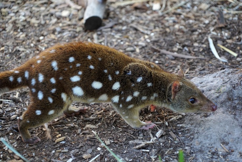Пятнистохвостая сумчатая куница (Dasyurus maculatus)