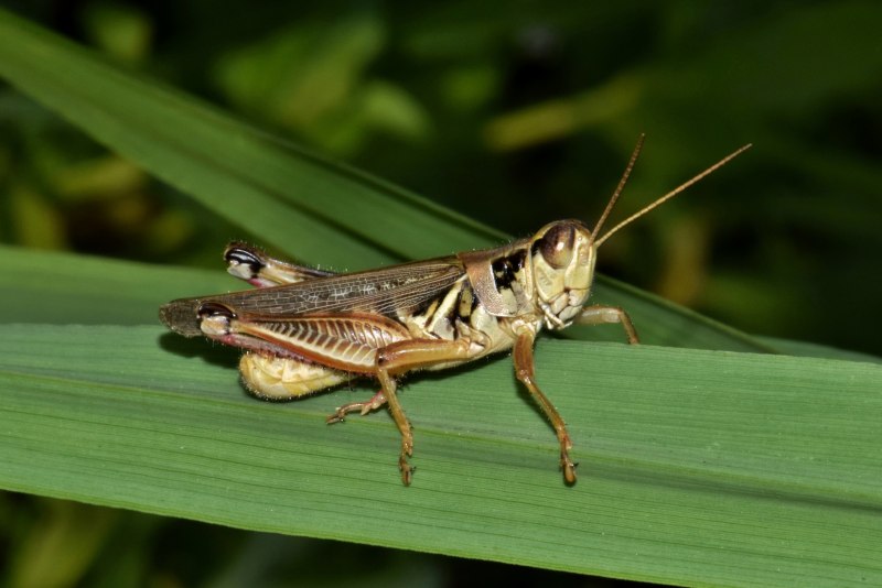 Саранча Перелетная locusta migratoria