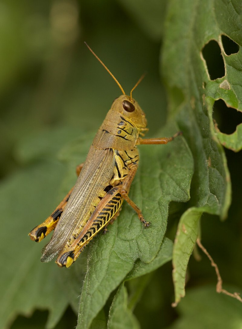 Саранча Перелетная locusta migratoria