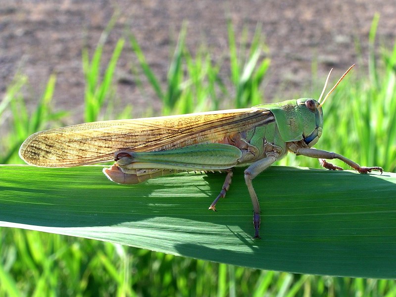 Саранча Перелетная locusta migratoria