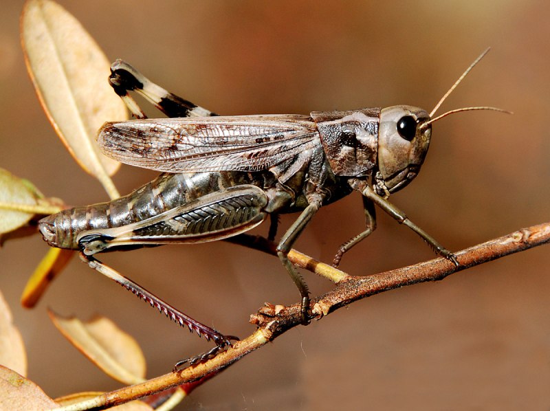 Саранча Перелетная locusta migratoria