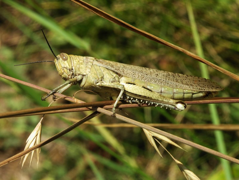 Саранча Перелетная locusta migratoria