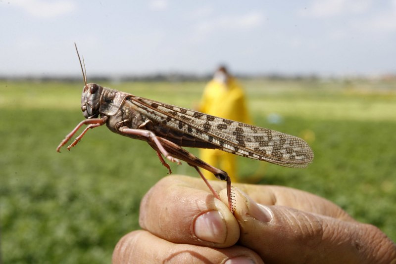 Саранча Перелетная locusta migratoria