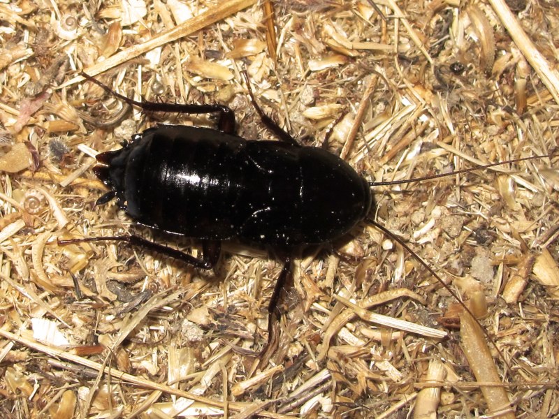 Таракан черный (Blatta orientalis)