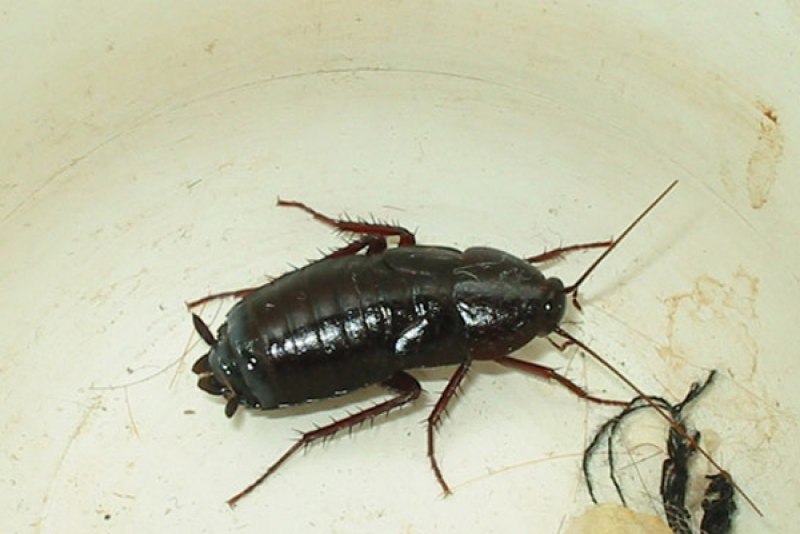 Blatta orientalis таракан