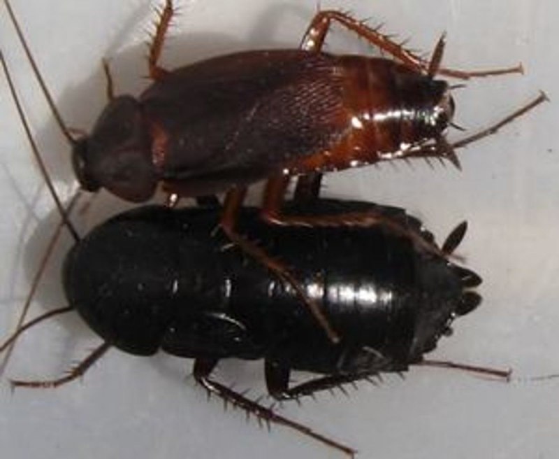 Pycnoscelus nigra