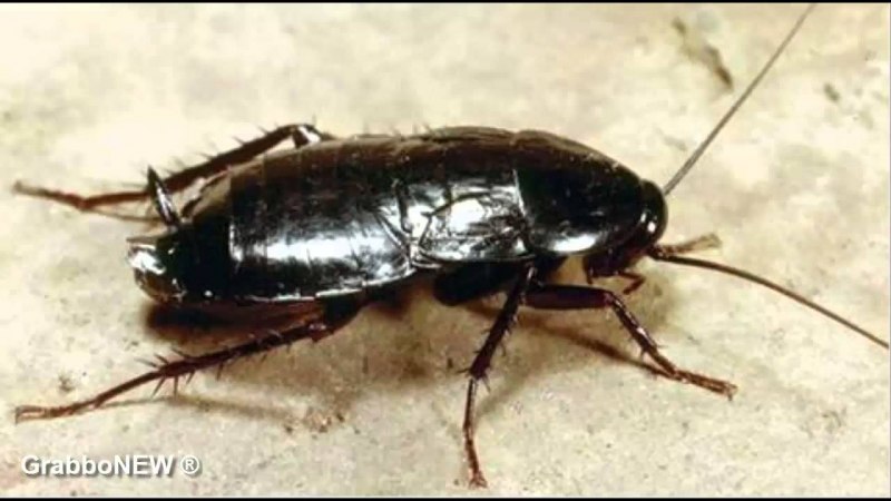 Таракан Megaloblatta blaberoides