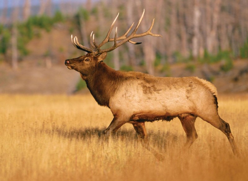 Вапити (Cervus canadensis) олень
