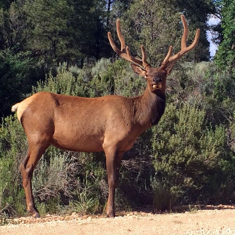 Олень благородный – Cervus elaphus Linnaeus, 1758