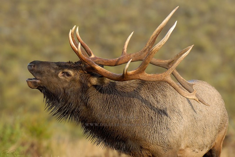 Wild Elk