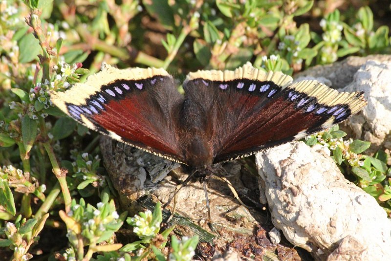 Яйца бабочки Nymphalis antiopa