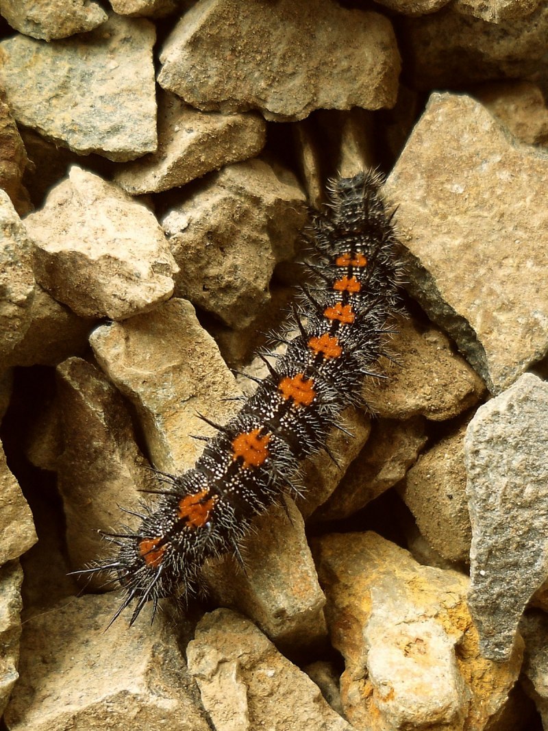 Nymphalis antiopa-гусеница