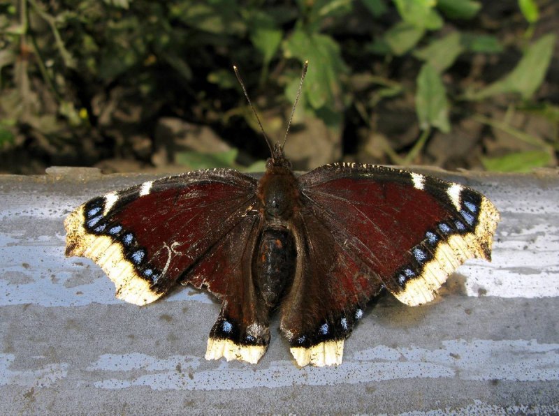 Адмирал (Vanessa Atalanta)