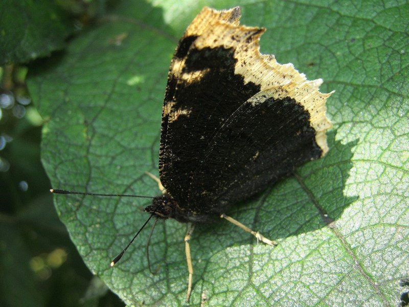 Euthrix potatoria гусеница