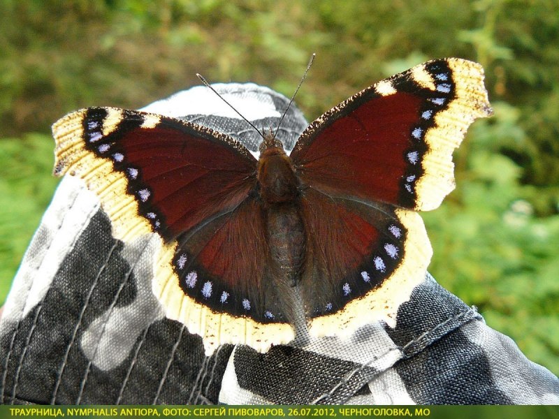 Nymphalis antiopa-гусеница