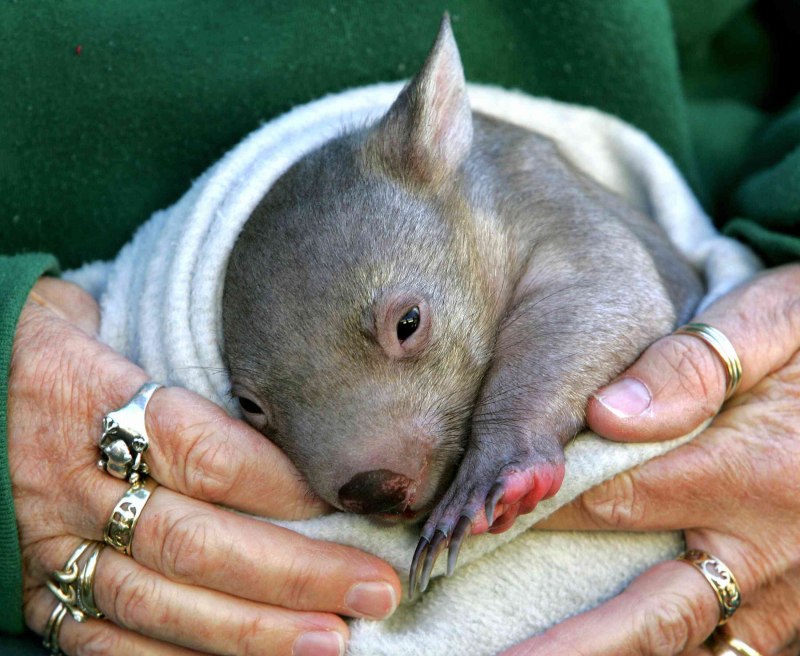Малыш Wombat