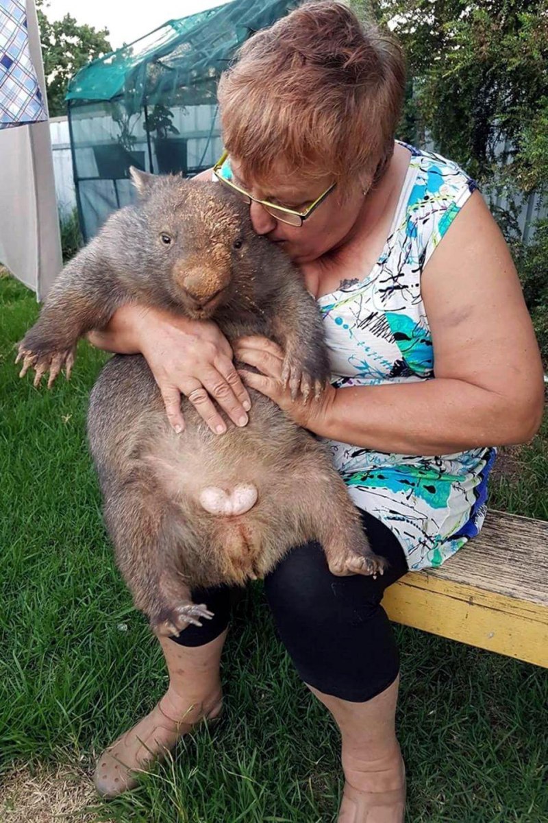 Самка вомбата