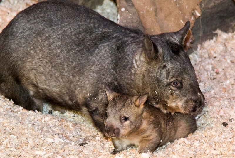 Северный длинношерстный вомбат (Lasiorhinus)