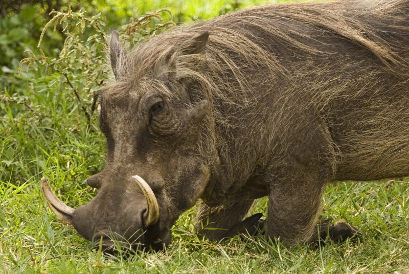 Бородавочник Phacochoerus africanus