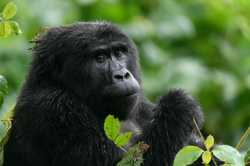 Западная равнинная горилла (Gorilla Gorilla Gorilla)