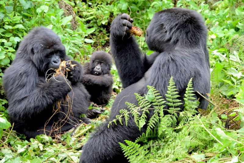 Горилла (Gorilla Gorilla)