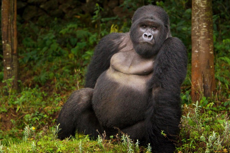 Горилла (Gorilla Gorilla)